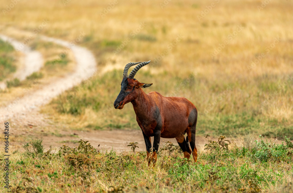 Fototapeta premium Topi, Tanzania