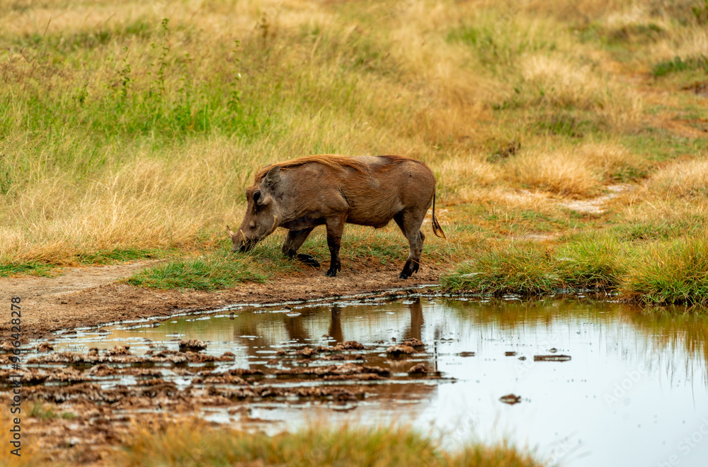 Warthog, Tanzania