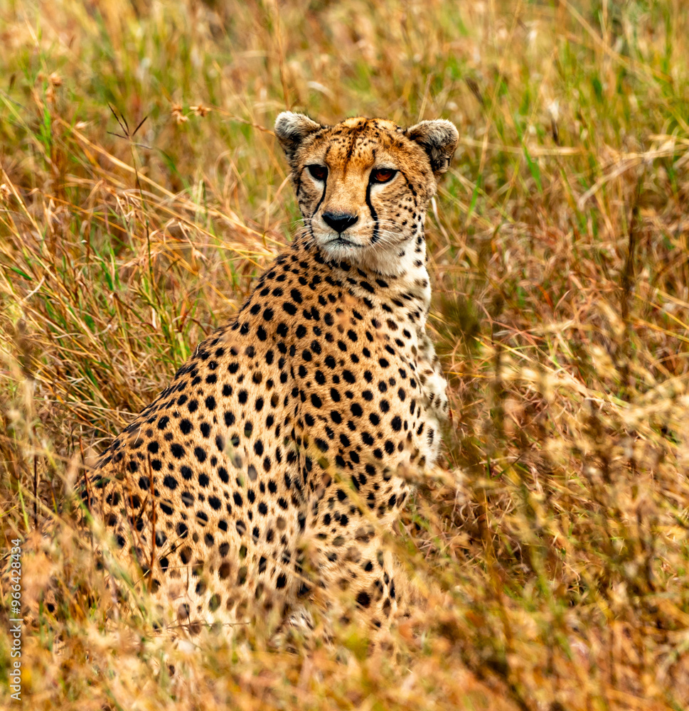 Cheetah, Serengeti National Park, Tanzania Cheetah, Serengeti National Park, Tanzania