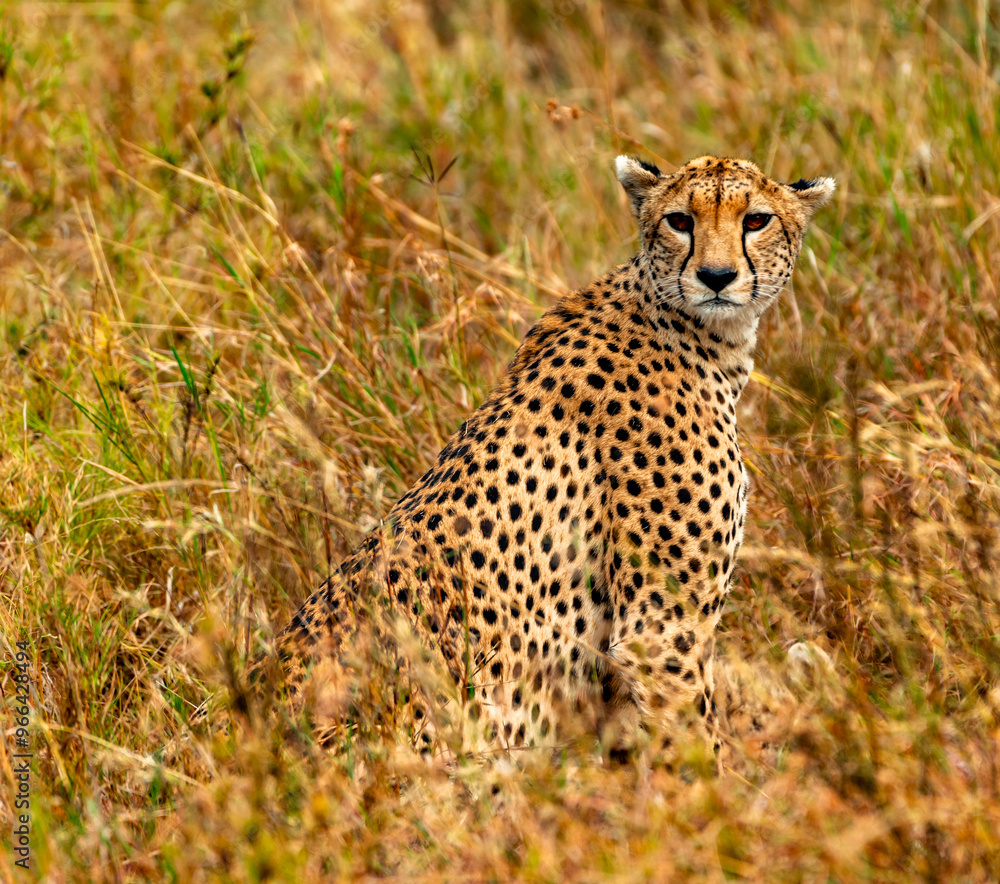 Cheetah at Serengeti National Park, Tanzania Cheetah at Serengeti National Park, Tanzania