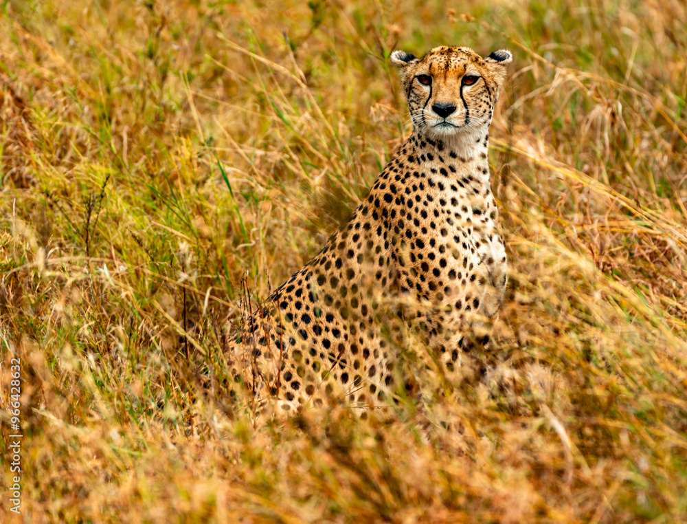 Cheetah at Serengeti National Park, Tanzania Cheetah at Serengeti National Park, Tanzania