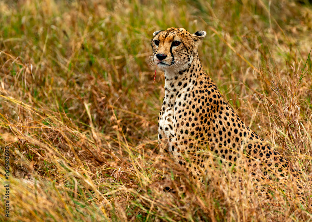 Cheetah, Serengeti National Park, Tanzania Cheetah, Serengeti National Park, Tanzania