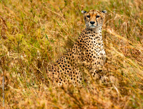 Cheetah at Serengeti National Park, Tanzania