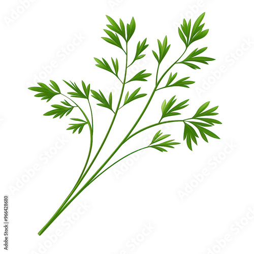 Fresh green parsley leaves arranged elegantly, perfect for culinary presentations and enhancing dishes with vibrant flavor. transparent background