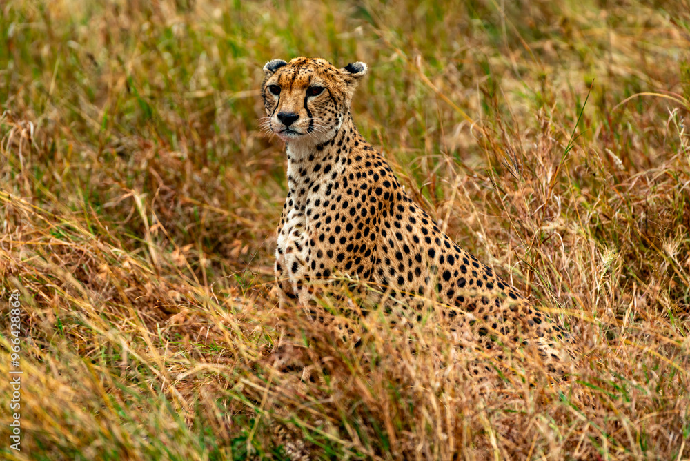 Cheetah at Serengeti National Park, Tanzania Cheetah at Serengeti National Park, Tanzania