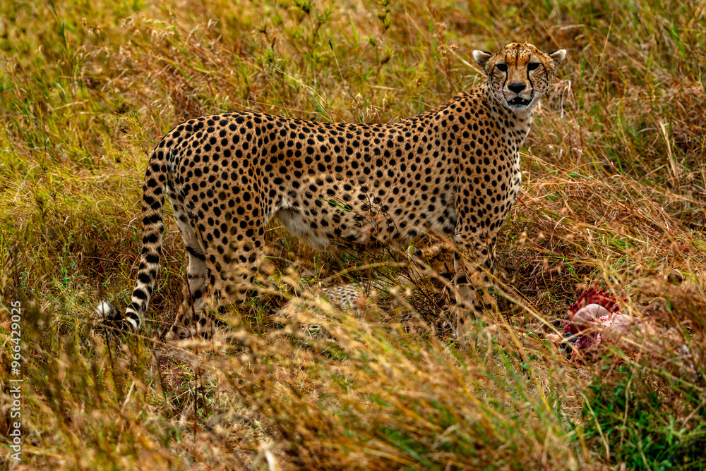 Fototapeta premium Cheetah at Serengeti National Park, Tanzania