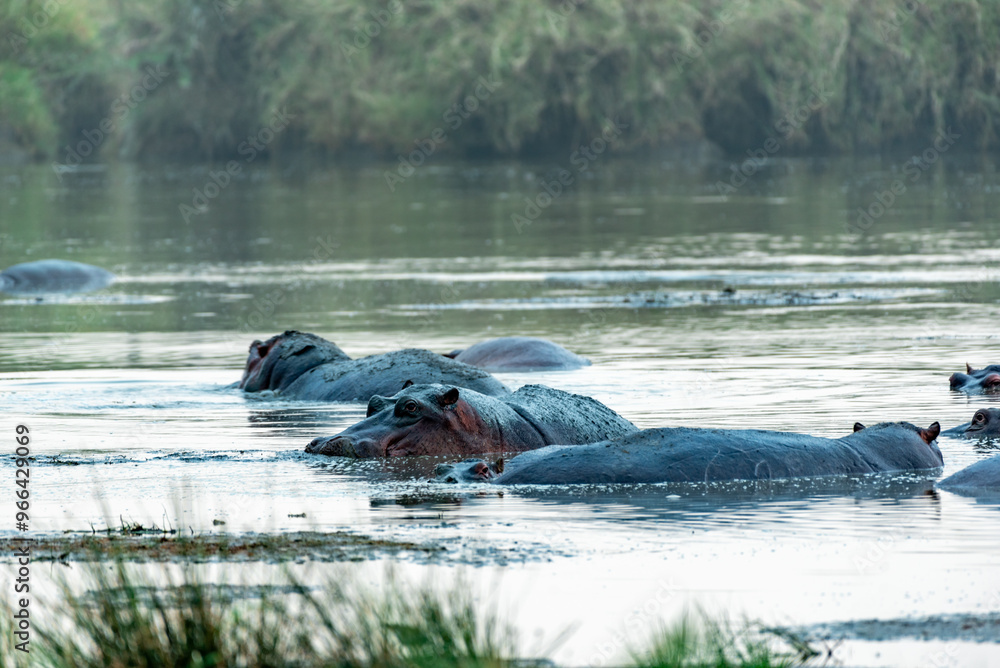 Fototapeta premium Hippopotamus in Serengeti, Tanzania
