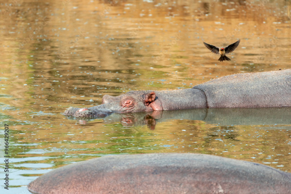 Fototapeta premium Hippopotamus in Serengeti, Tanzania