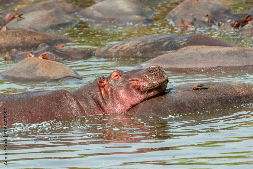 Obraz premium Hippos at Serengeti National Park