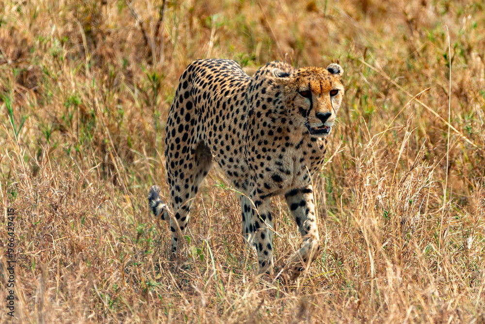Obraz premium Cheetah at Serengeti National Park, Tanzania