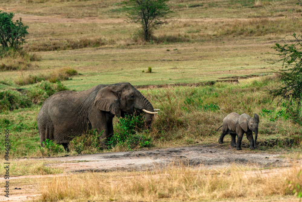 Obraz premium Elephants, Tanzania
