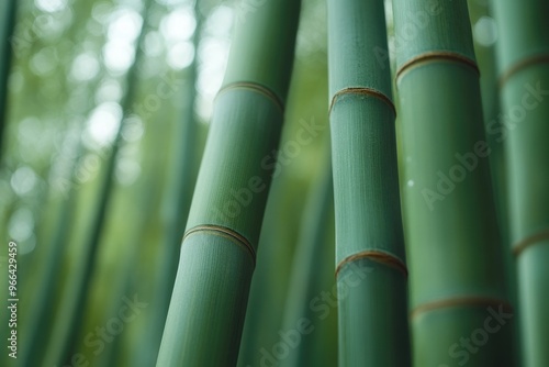 Close-Up of Green Bamboo Stalks in a Forest photo