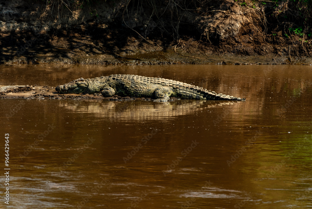 Fototapeta premium Crocodiles, Mara River, Tanzania