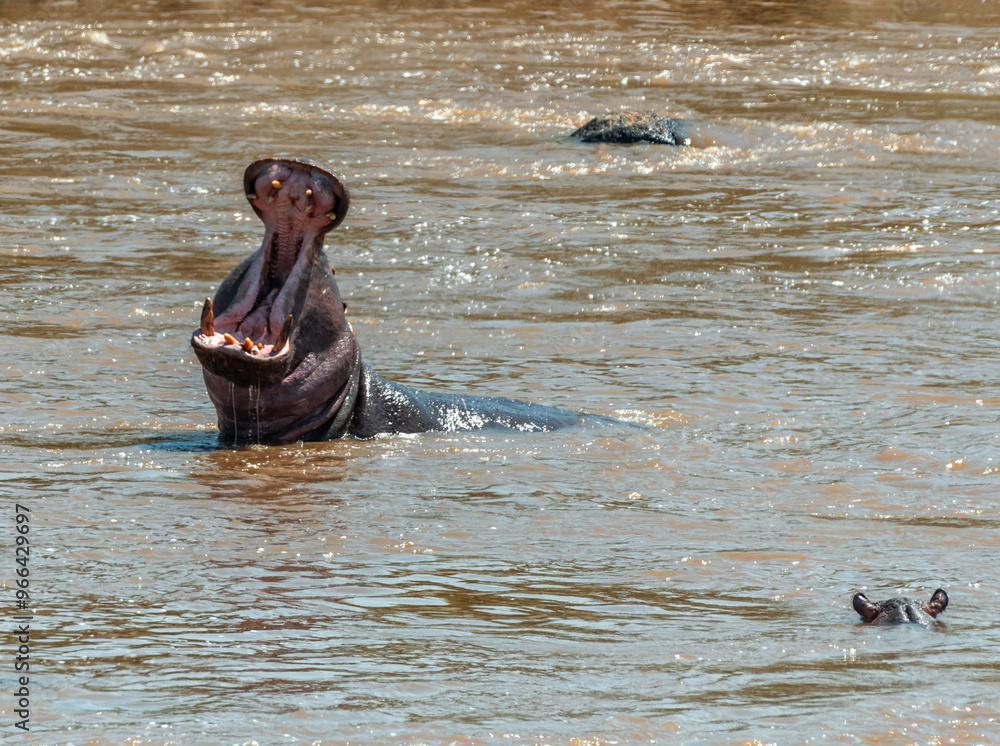 Fototapeta premium Hippos yawning at Serengeti National Park, Tanzania