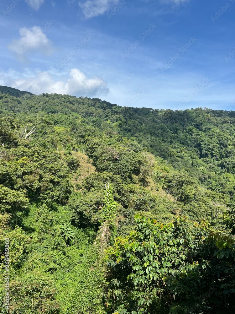 Fototapeta premium The jungle