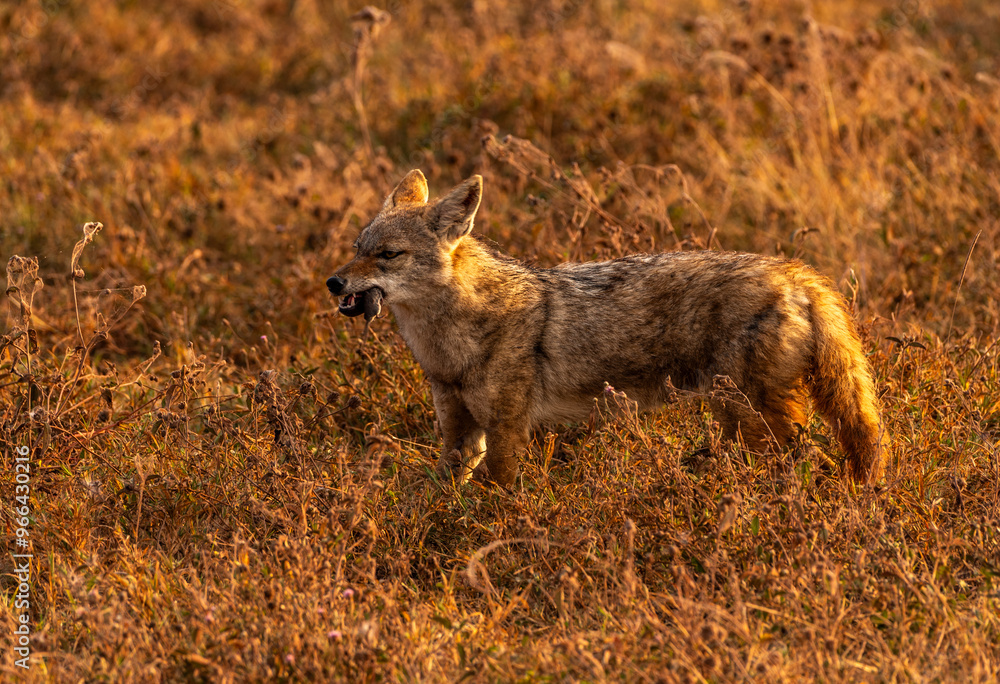 Naklejka premium Jackal in Ngorongoro Crater, Tanzania
