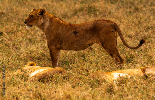 Lions at Ngorongoro Conservation Area, Tanzania photo