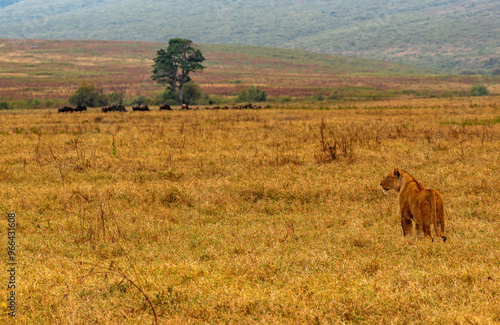 Lions at Ngorongoro Conservation Area, Tanzania photo