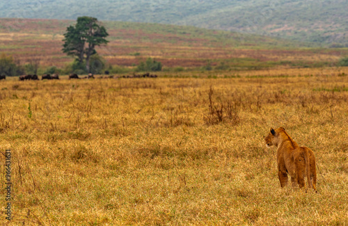 Lions at Ngorongoro Conservation Area, Tanzania photo