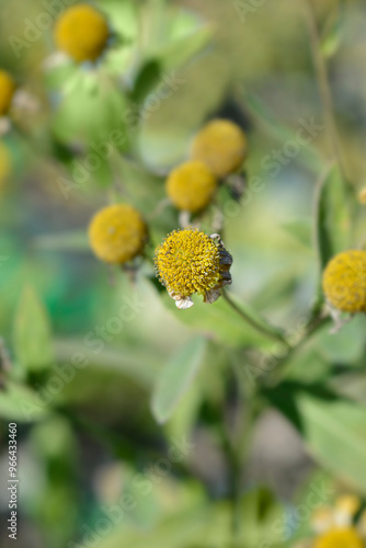 Sneezeweed Wesergold seed heads