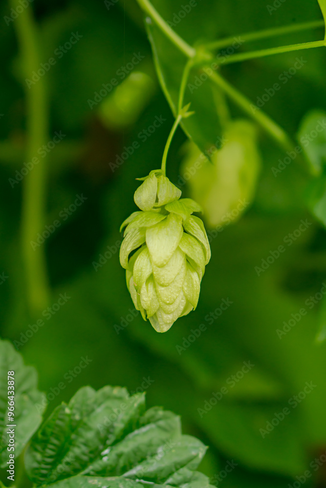 Fresh hop cones against a background of green leaves and vines Fresh hop cones against a background of green leaves and vines
