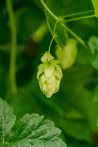 Fresh hop cones against a background of green leaves and vines