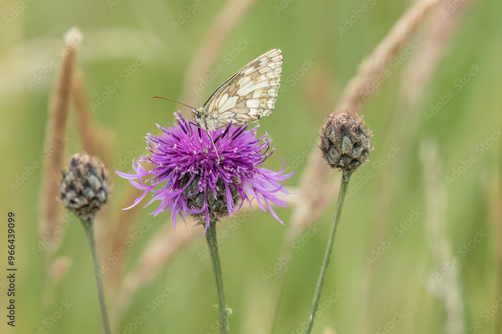 close-up of a Marbled White butterfly (Melanargia galathea) feeding on a beautiful pink greater knapweed (Centaurea scabiosa) flower close-up of a Marbled White butterfly (Melanargia galathea) feeding on a beautiful pink greater knapweed (Centaurea scabiosa) flower