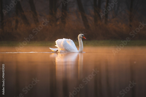 Swan on water