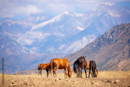 A herd of horses graze in the meadow in summer, eat grass, walk and frolic. Pregnant horses and foals, livestock breeding concept.