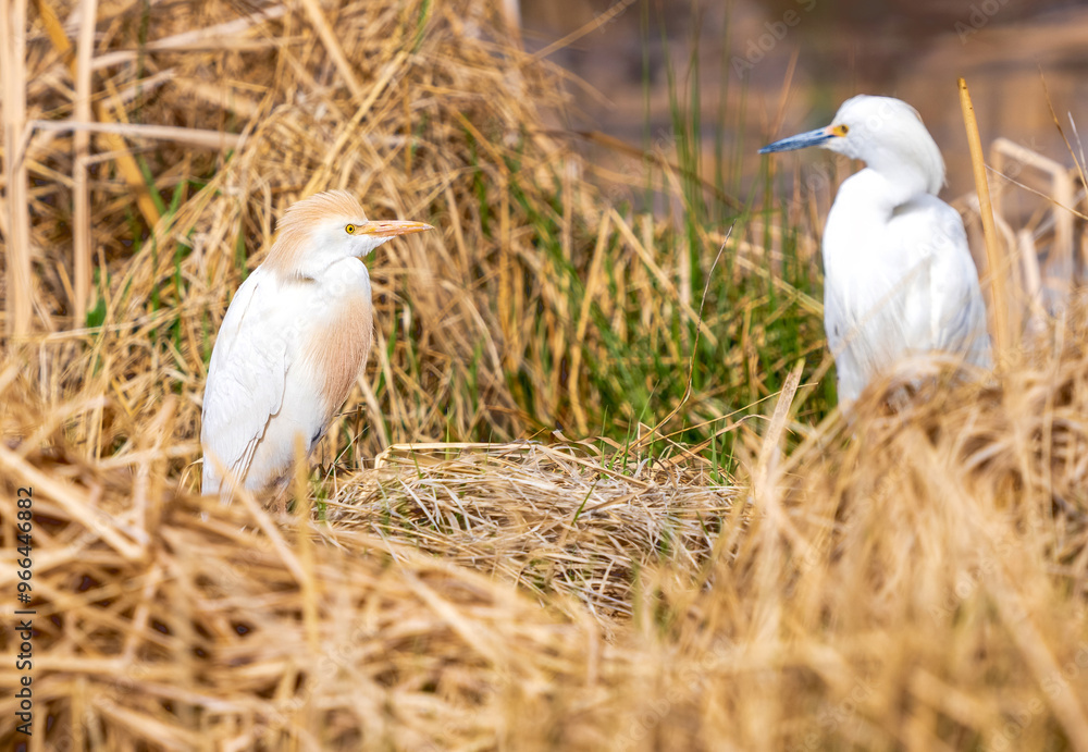 Obraz premium A Cattle Egret standing in a habitat of dried cattails in Colorado in early Springtime. A Snowy Egret is softly visible in the background.
