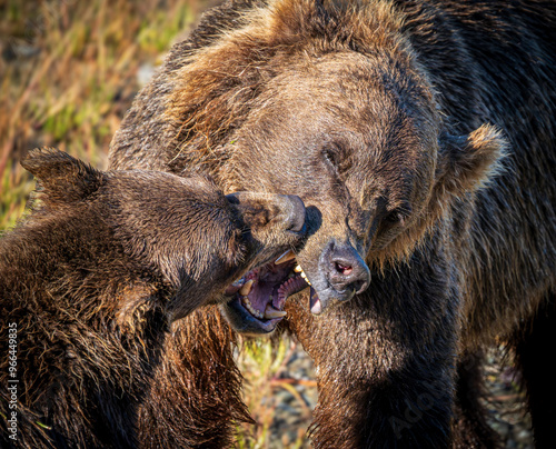 Wallpaper Mural Coastal brown bears settle a dispute Torontodigital.ca