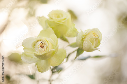 Buds of white roses in nature. Rose flowers thin focal part and defocus light bokeh. photo