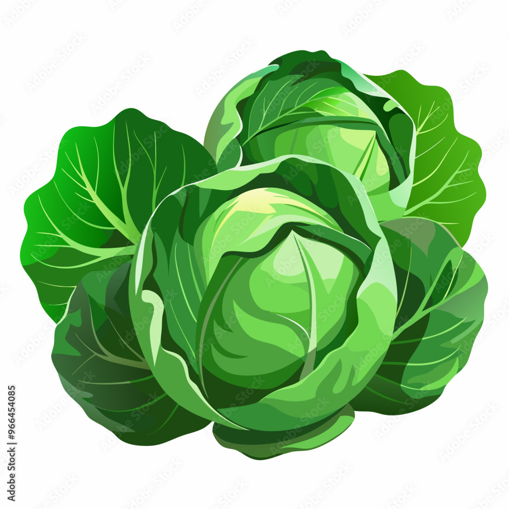 cabbage isolated on white background cabbage isolated on white background