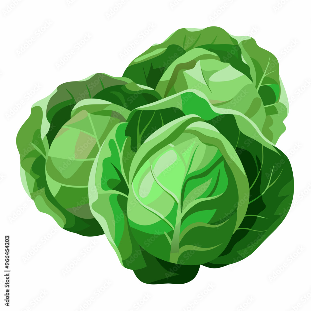 cabbage isolated on white background cabbage isolated on white background
