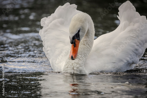 Fototapeta Naklejka Na Ścianę i Meble -  A white mute swan with an orange beak is swimming on the water surface of a river