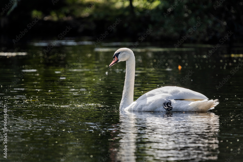 Fototapeta premium A white mute swan with an orange beak is swimming on the surface of a river