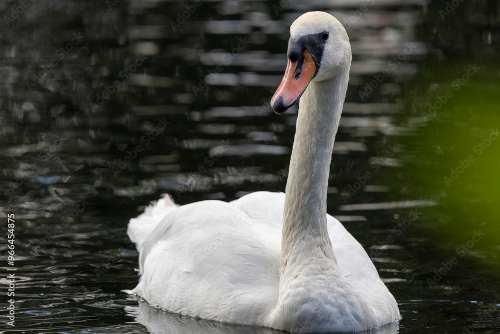 A white mute swan with an orange beak is swimming on the surface of a river and looking directly at the camera. A white mute swan with an orange beak is swimming on the surface of a river and looking directly at the camera.