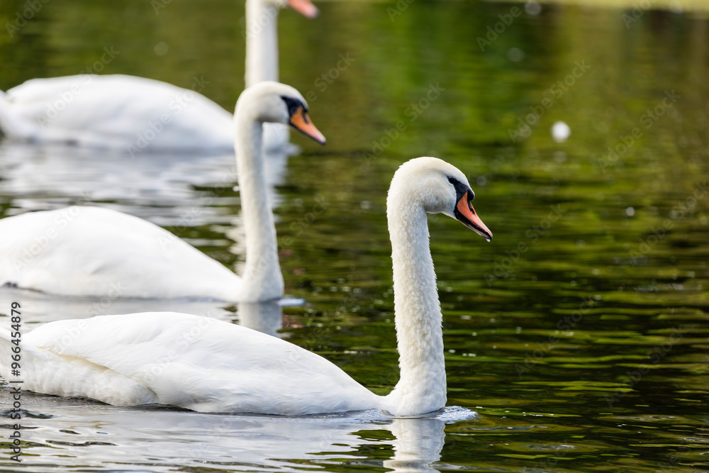 Fototapeta premium Three white swans are swimming on the surface water of a river