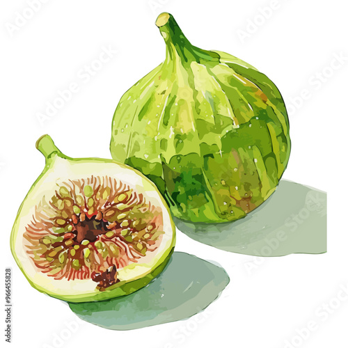 Watercolor of green Fig fruit, isolated on a white background, and green Fig vector