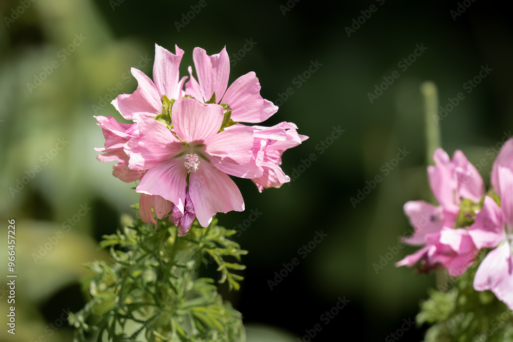 close-up of a beautiful pink wild Musk Mallow flowers (Malva moschata) Wilts UK close-up of a beautiful pink wild Musk Mallow flowers (Malva moschata) Wilts UK