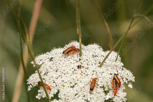 Common red soldier beetles (Rhagonycha fulva), aka the bloodsucker beetle and the hogweed bonking beetle feeding on a wild carrot top photo