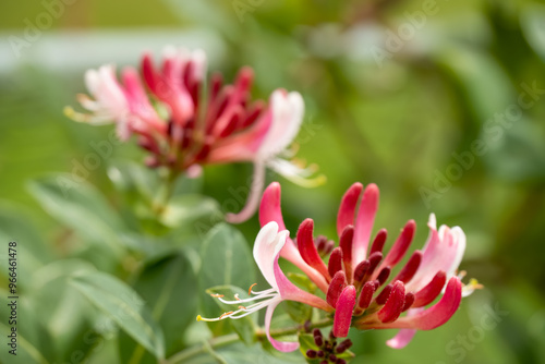 close-up of beautiful goldflame honeysuckle flower (Lonicera × heckrottii) in summer bloom