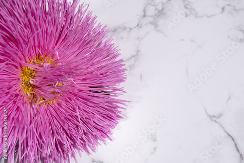 Beautiful dahlias on a light background. Top view, copy space and message space. Background for mother's day.  flowers and gardening conceptBeautiful dahlias on a light background. Top view, copy spac photo