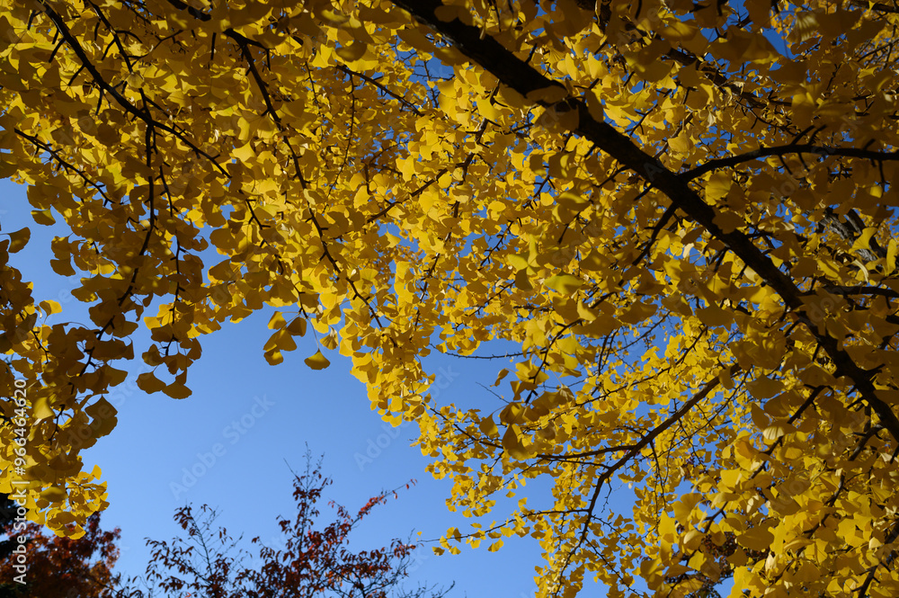 札幌中島公園の秋の紅葉 札幌中島公園の秋の紅葉