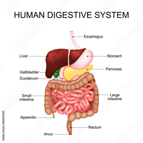 Digestive system. Anatomy of human gastrointestinal tract