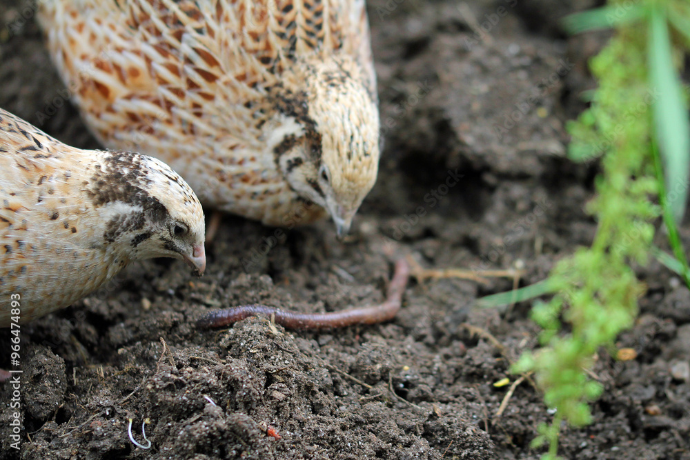 Obraz premium quail bird on the ground