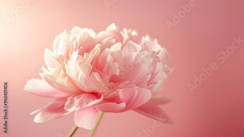 A captivating close-up of delicate pink peonies, perfect for adding a touch of elegance and femininity to any project.