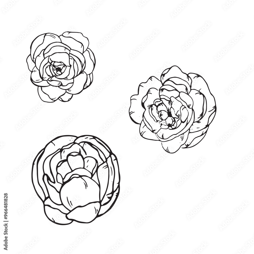 Graphic flowers. Hand draws graphic illustrations on a white background. Graphic flowers for design Graphic flowers. Hand draws graphic illustrations on a white background. Graphic flowers for design