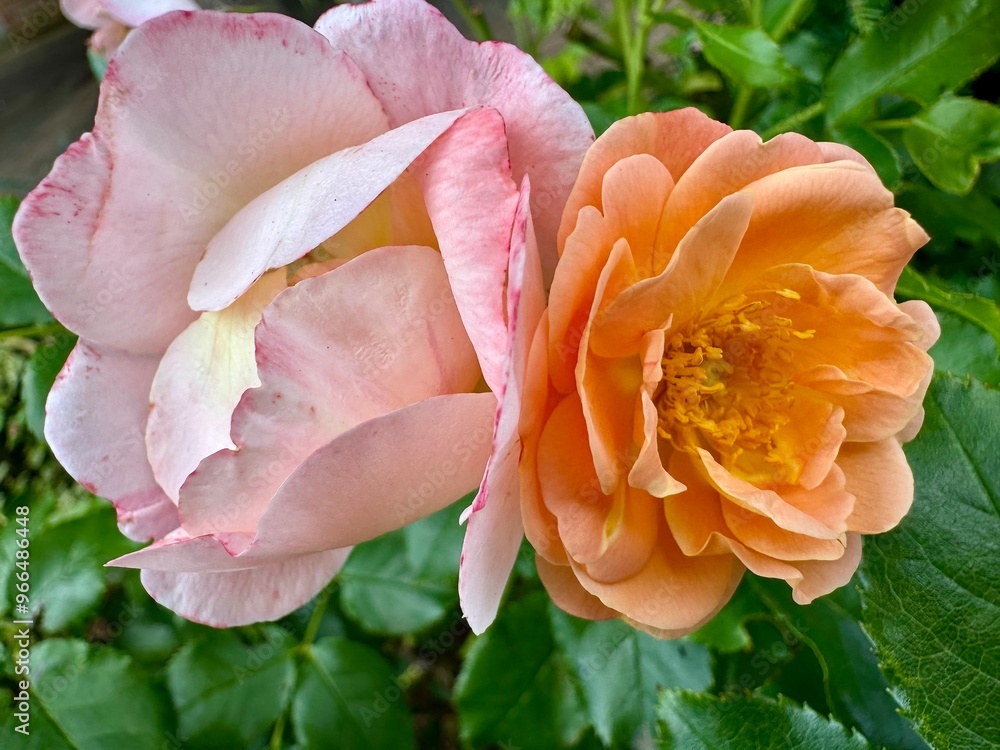 Fototapeta premium close-up of an orange peony flower on a sunny summer day 