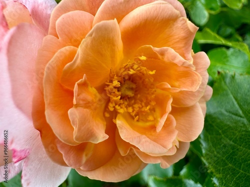 Obraz na płótnie close-up of an orange peony flower on a sunny summer day
